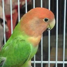 baby love bird