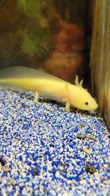 baby axolotl