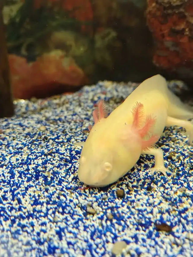 baby axolotl - Photo 3