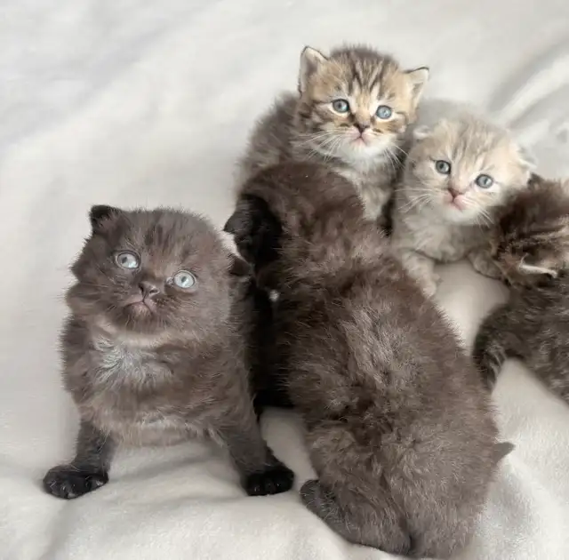 Purebred Scottish Fold Kittens - Photo 2