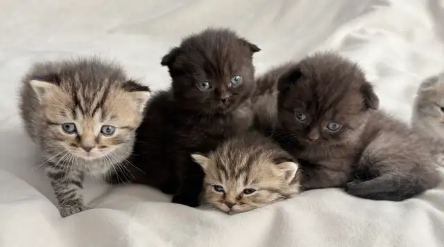 Purebred Scottish Fold Kittens - Photo 7