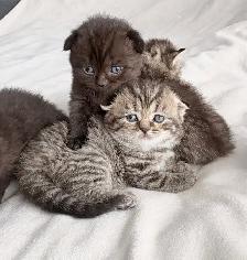 Purebred Scottish Fold Kittens - Photo 8