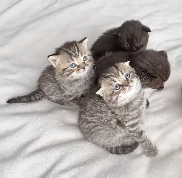 Purebred Scottish Fold Kittens - Photo 9