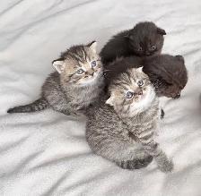 Purebred Scottish Fold Kittens - Photo 9