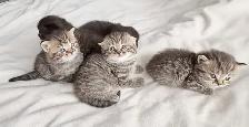 Purebred Scottish Fold Kittens - Photo 10