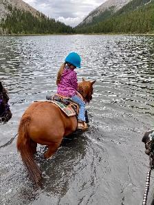 pony for sale