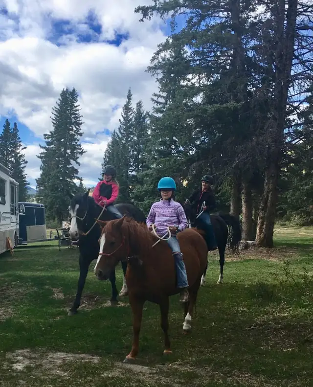 pony for sale - Photo 6