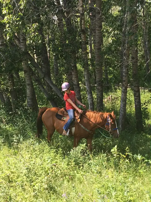 pony for sale - Photo 7