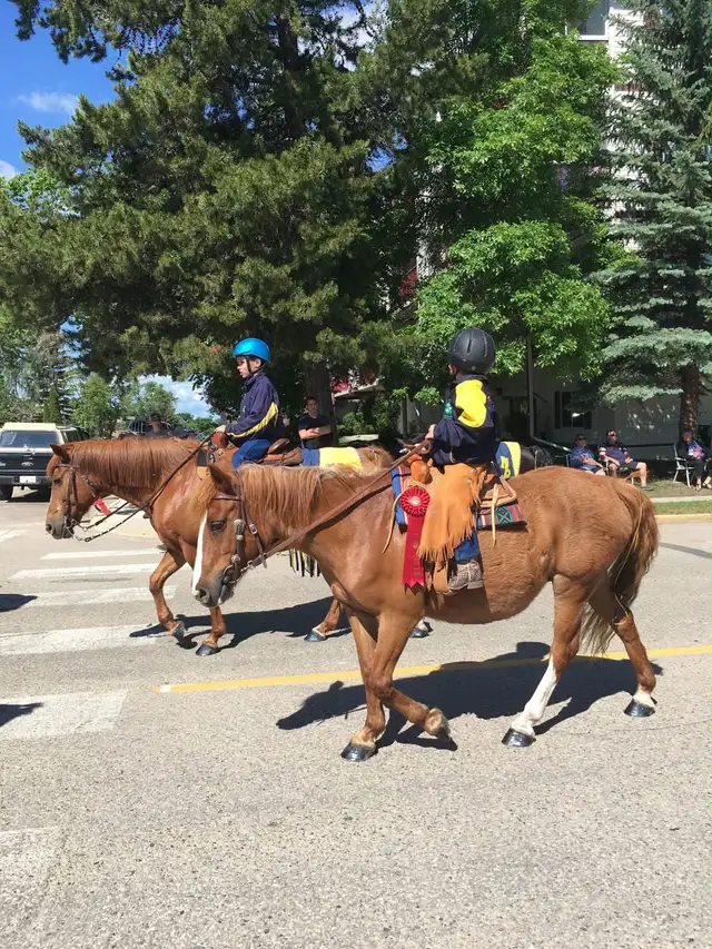 pony for sale - Photo 8