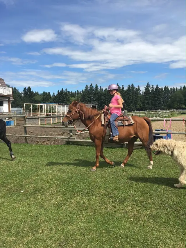 pony for sale - Photo 9
