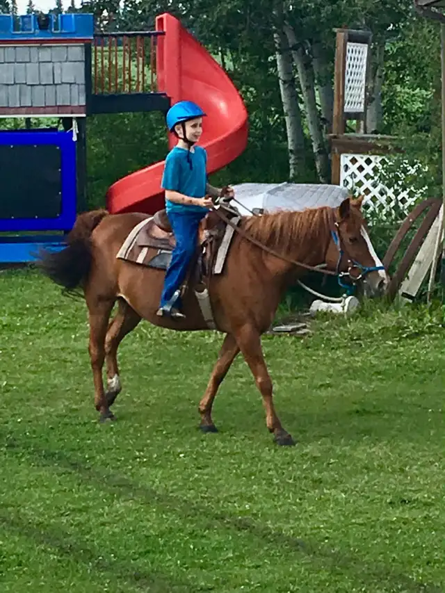 pony for sale - Photo 10