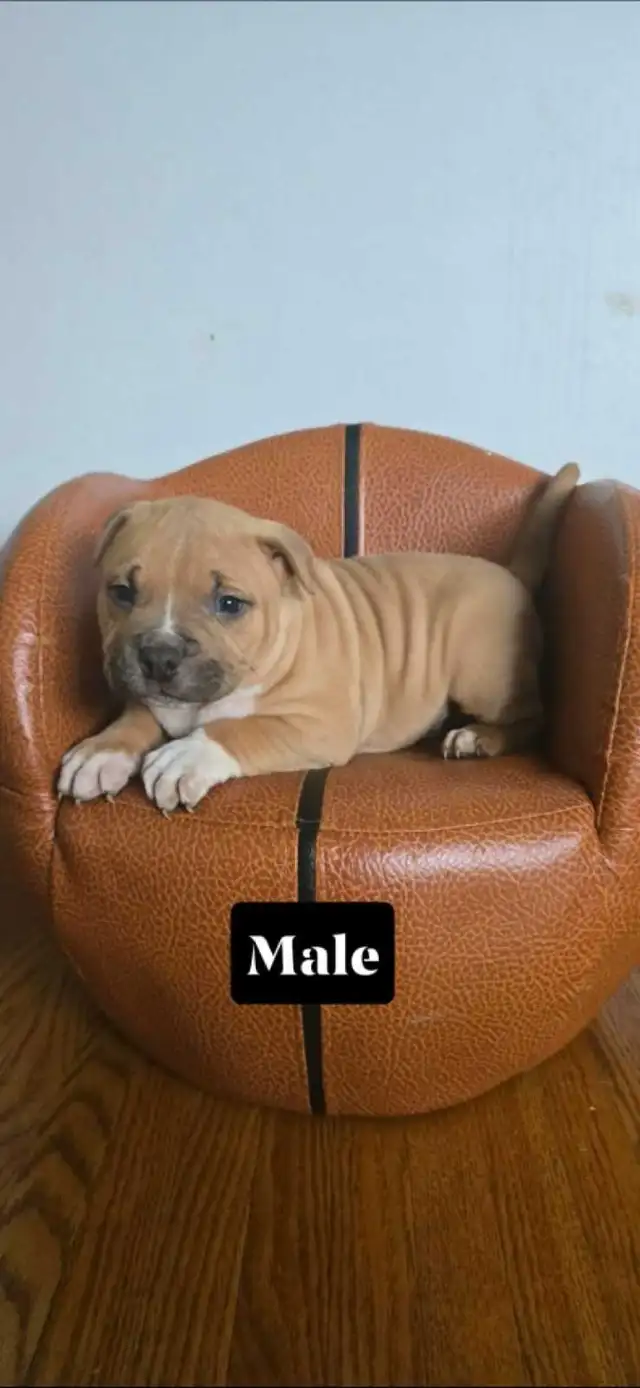 American bulldog puppies