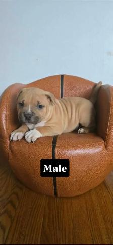 American bulldog puppies