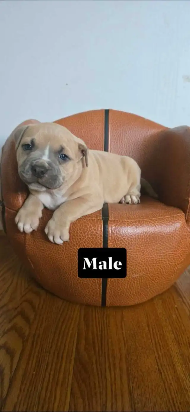American bulldog puppies - Photo 2