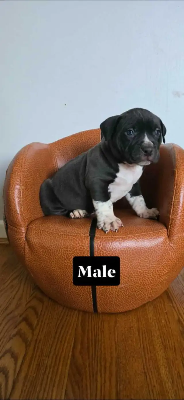 American bulldog puppies - Photo 3