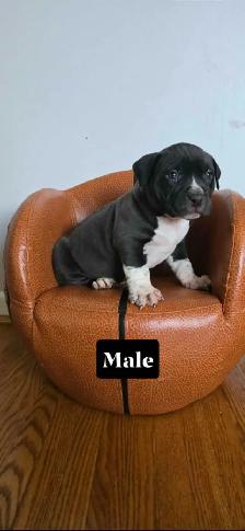 American bulldog puppies - Photo 3