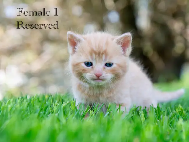 Cute Kittens for Sale! 2 Reservations Available!