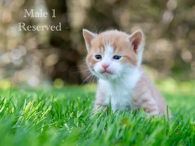 Cute Kittens for Sale! 2 Reservations Available! - Photo 3