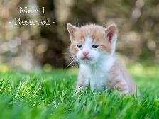 Cute Kittens for Sale! 2 Reservations Available! - Photo 3