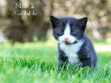 Cute Kittens for Sale! 2 Reservations Available! - Photo 4