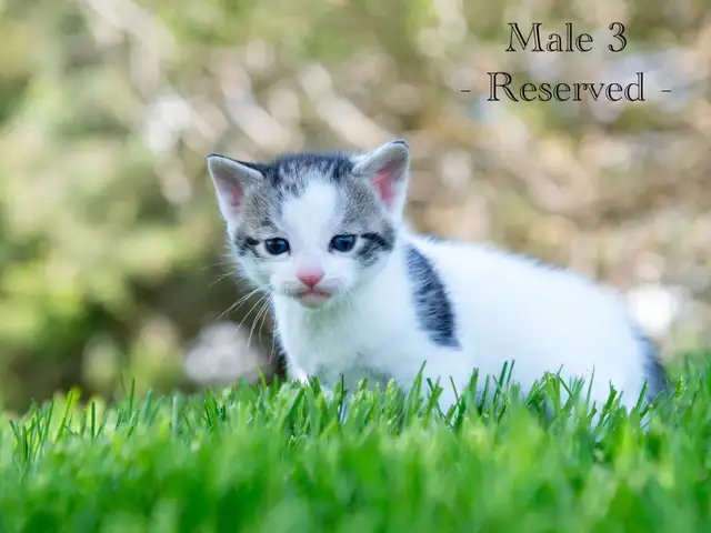 Cute Kittens for Sale! 2 Reservations Available! - Photo 5