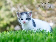 Cute Kittens for Sale! 2 Reservations Available! - Photo 5