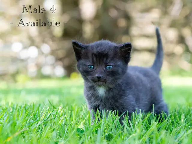 Cute Kittens for Sale! 2 Reservations Available! - Photo 6