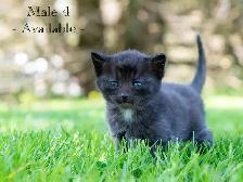 Cute Kittens for Sale! 2 Reservations Available! - Photo 6