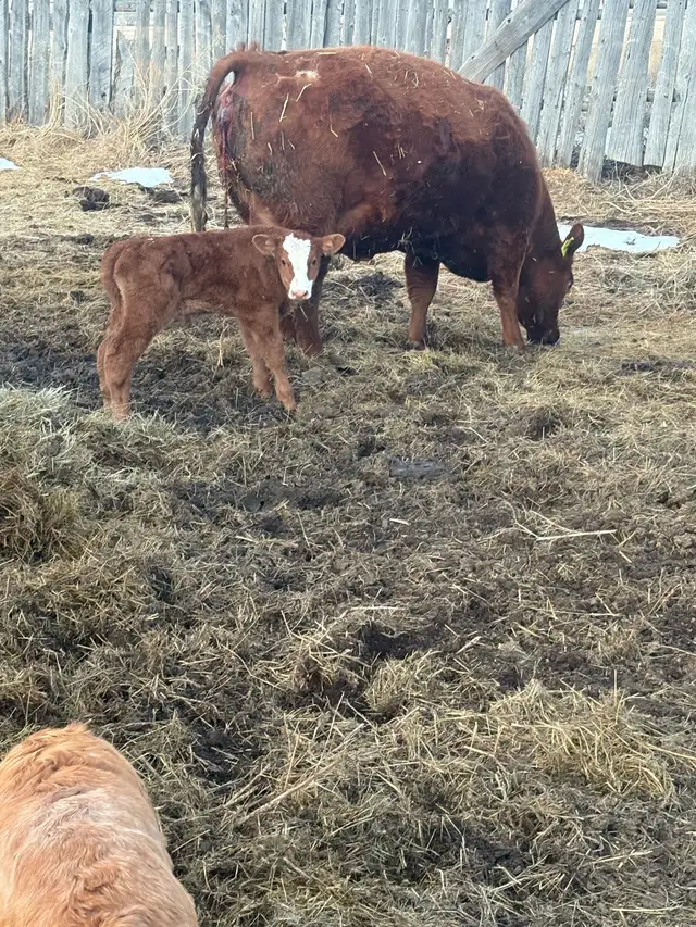Wanted breeding bull
