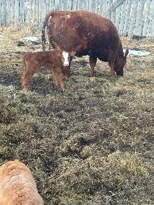 Wanted breeding bull