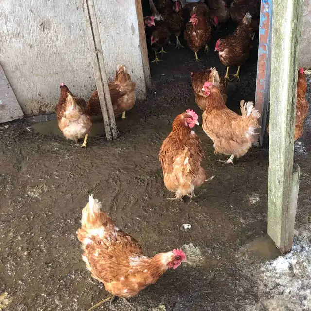 fresh chicken Manure