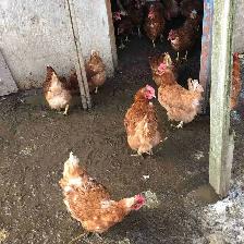 fresh chicken Manure