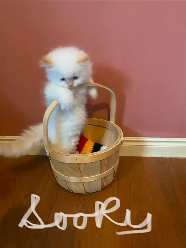 Himalayan Silver Point Mix Kittens.