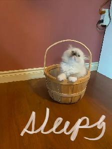 Himalayan Silver Point Mix Kittens. - Photo 2