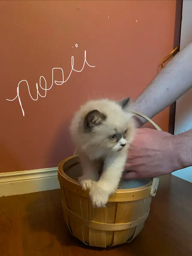 Himalayan Silver Point Mix Kittens. - Photo 3