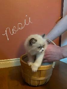Himalayan Silver Point Mix Kittens. - Photo 3