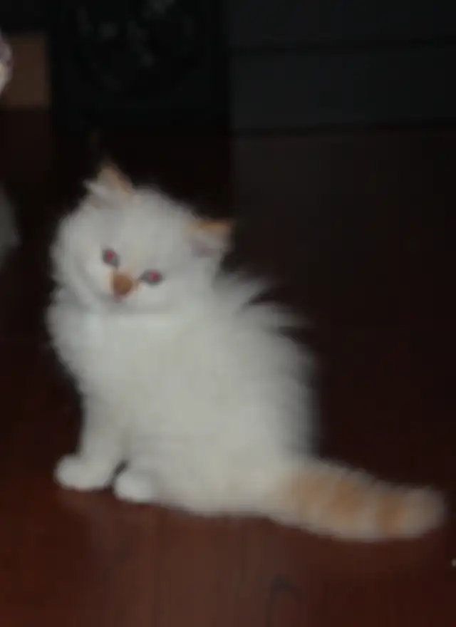 Himalayan Silver Point Mix Kittens. - Photo 4