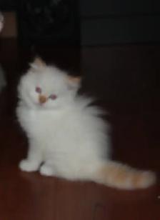 Himalayan Silver Point Mix Kittens. - Photo 4