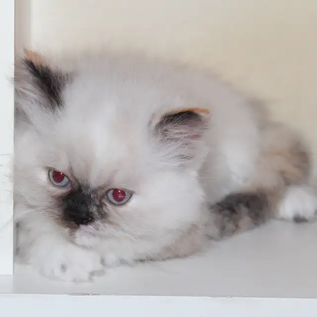 Himalayan Silver Point Mix Kittens. - Photo 5
