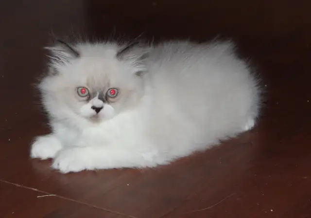 Himalayan Silver Point Mix Kittens. - Photo 6