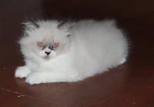 Himalayan Silver Point Mix Kittens. - Photo 6