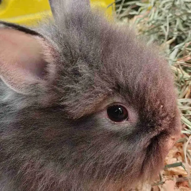 lionhead rabbits