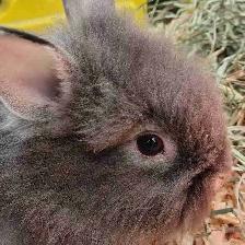 lionhead rabbits