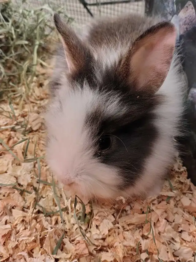 lionhead rabbits - Photo 2
