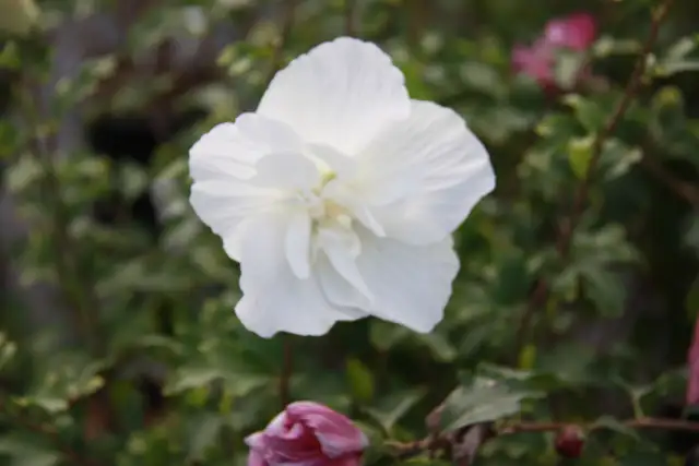 Buy Plants and Mulch Direct! - Photo 9