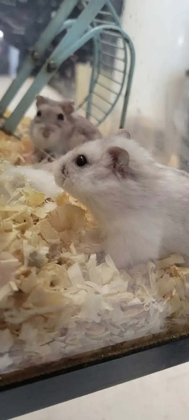 hamsters
