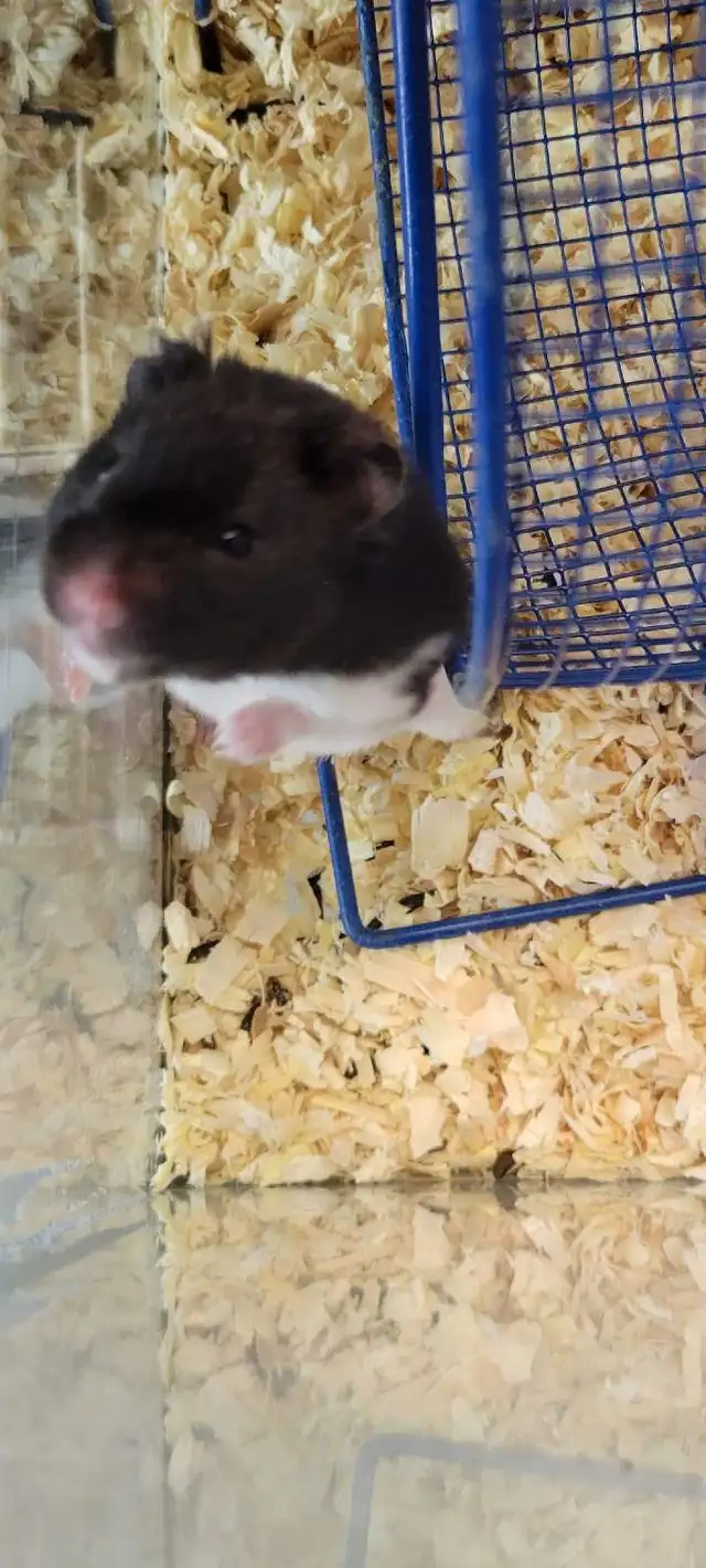 hamsters - Photo 4