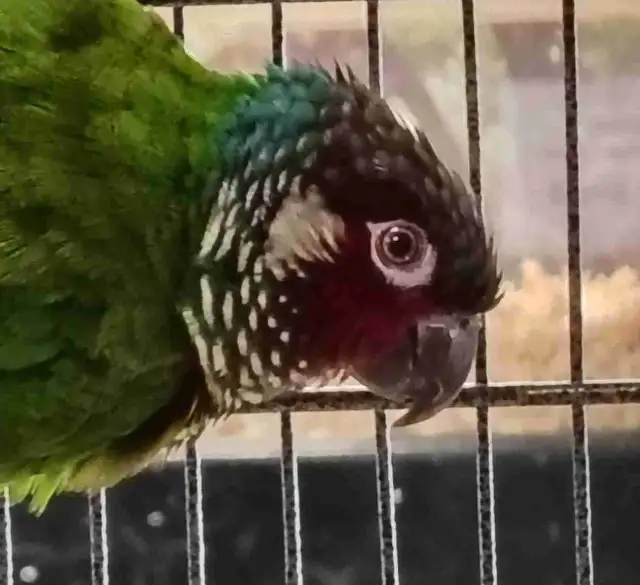 white cheek conure