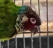 white cheek conure