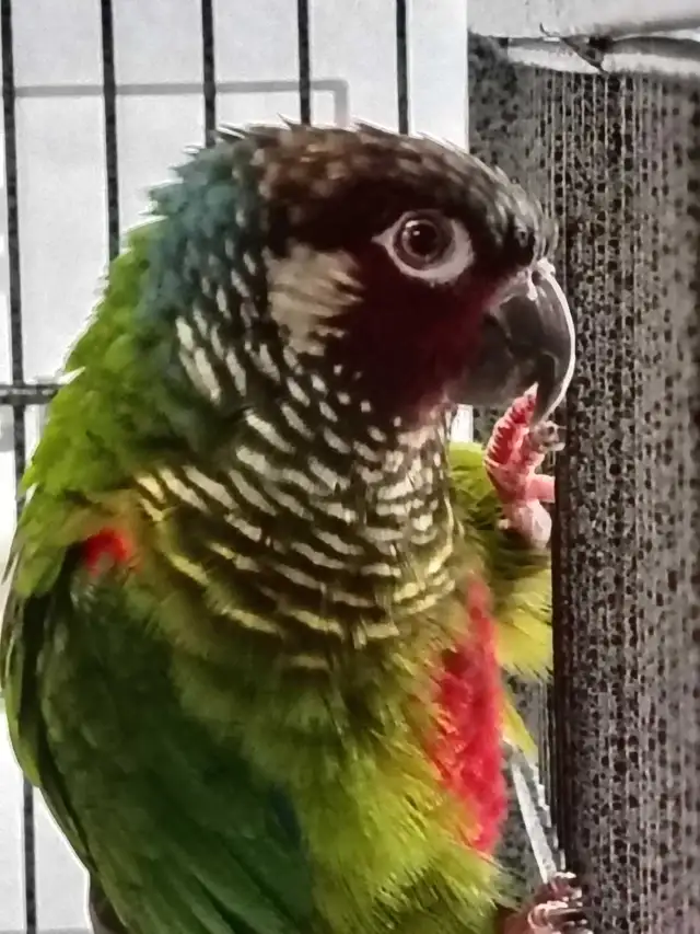 white cheek conure - Photo 2